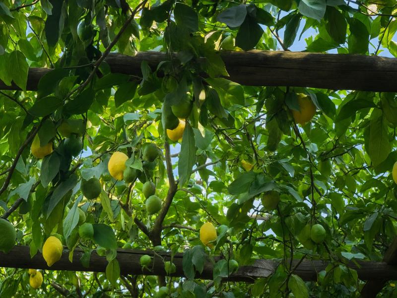 Farm Experience in Sorrento: Olive Oil, Limoncello & Wine